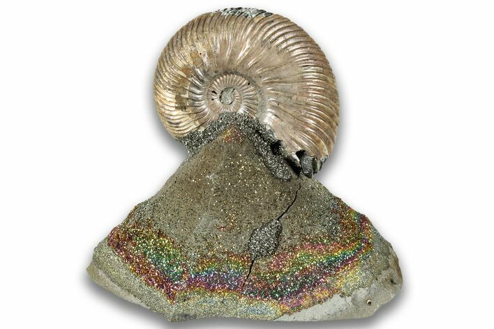 Iridescent, Pyritized Ammonite (Quenstedticeras) Fossil Display #324288
